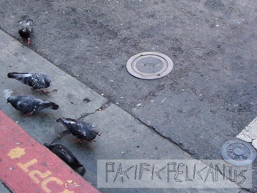 pigeons of San Francisco