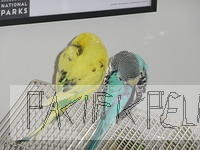Sparty and Belle grooming