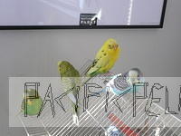 Striker, Ava, Sparty and Belle on top of the cage